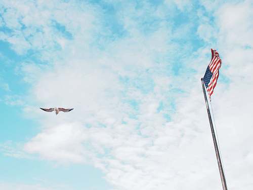 staten island ferry bird flying near American flag under white clouds during daytime new york